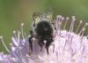 Bombus sp.